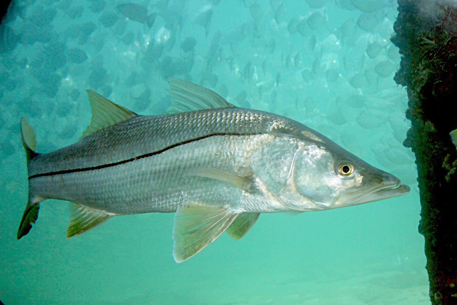 Common Snook